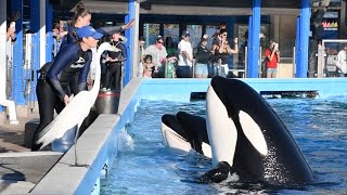 Orca Presentation (Full Show) - SeaWorld Orlando - February 3, 2024
