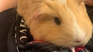 Kaye's Guinea Pigs is live!