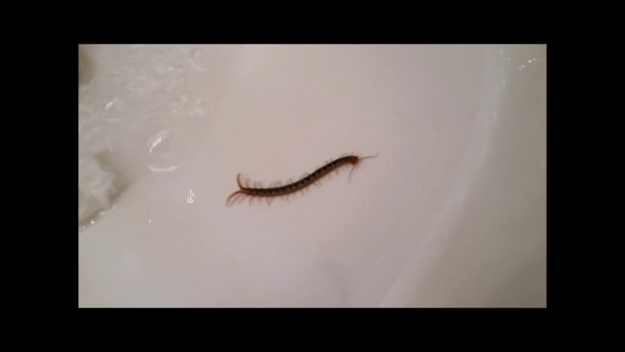 Look What Snaked Up The Drain Pipe Of Our Bathroom Sink