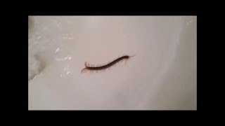 drain bathroom sink snaked pipe