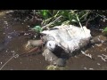 Le calvaire de Sophie, la tortue des Seychelles enfermée dans une cuisine pendant 32 ans