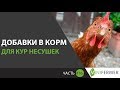 ДОБАВКИ В КОРМ ДЛЯ КУР НЕСУШЕК (Часть 16): чтобы курица несла золотые яйца и развивалась!