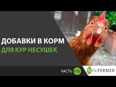 Совет 2: Как есть курицу в 2019 году