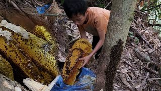 Super big honey bee nest, orphan boy khai harvests honey bee nest to sell