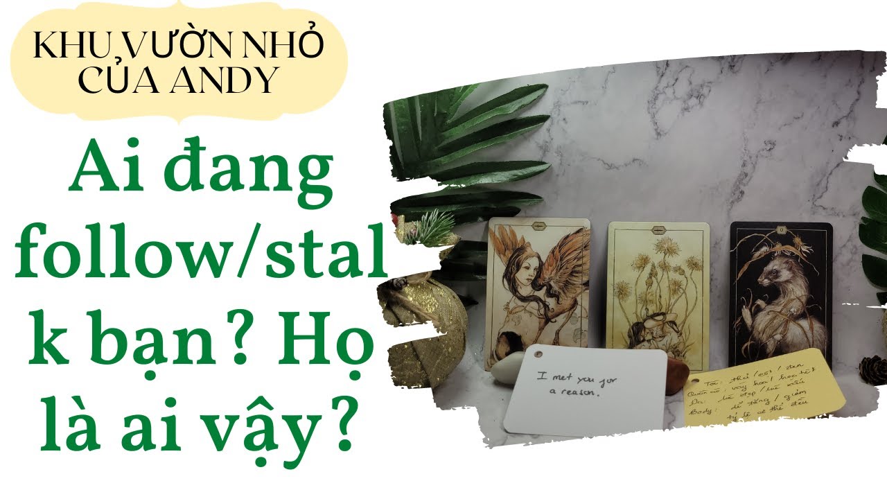 Chọn 1 tụ bài Tarot - Ai đang follow/stalk bạn? Họ là ai vậy? - Alo Andy