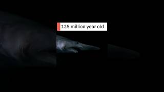 The Nightmare of the Deep Ocean: Goblin Shark 🦈 #goblinshark  #deepsea #shorts