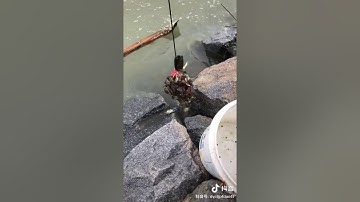 Gunakan ayam untuk menangkap kepiting || Anda juga dapat menggunakan trik ini untuk menangkap ikan ||