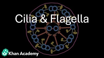 Cilia & Flagella | Cell: The unit of life | Grade 11 | Biology | Khan Academy