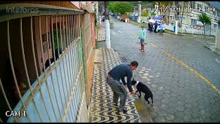 Vídeo Mostra Ataque De Pitbull Em Domingos Martins Inscreva-Se No C