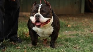 AMERICAN BULLY KENNEL - GOTTYLINE THE HOME OF DAX