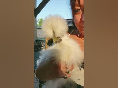 Say hello to my silkie 🐔 🐓 #furbaby #chicks #livestock #silkiechicken