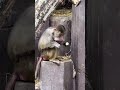 #singe #drole_videos #zoo #faim #animalloversindia