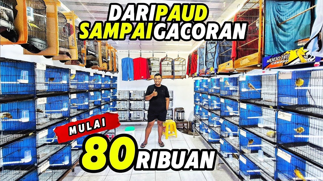 Review KENARI MURAH‼️Mulai 80ribuan dari PAUD sampai GACORAN...