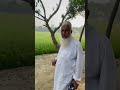 Khalid er boro Abbar shathe pan khet dekha
