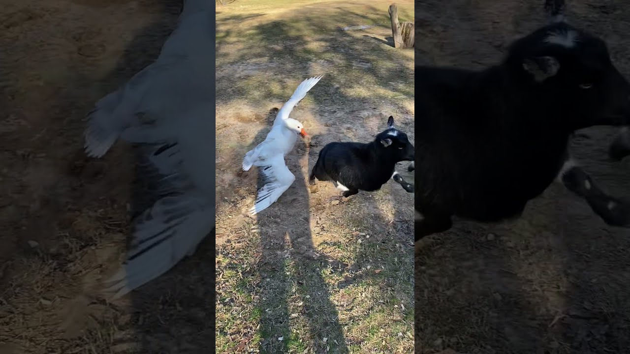 Goose Protects Doggy From Goat ViralHog