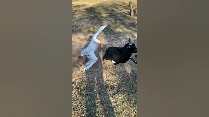 Goose Protects Doggy From Goat || ViralHog - DayDayNews