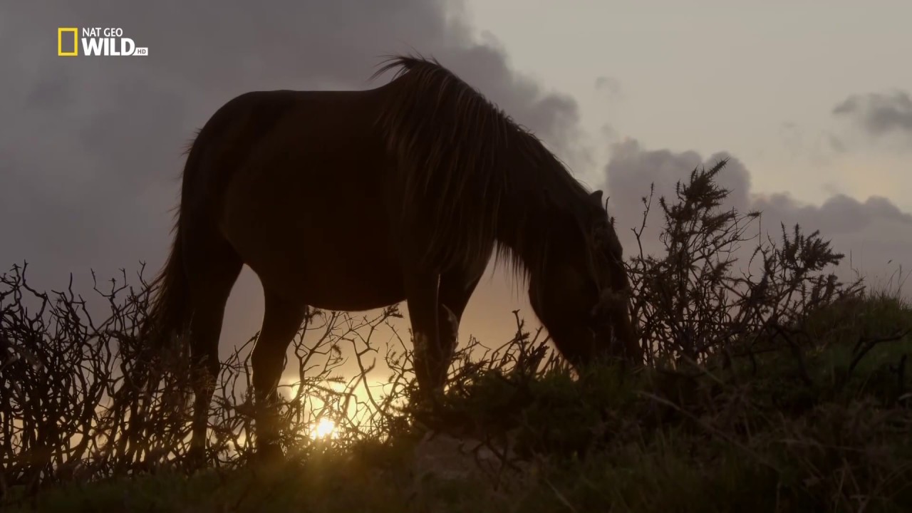 ⁣Nat Geo Wild - Дикая природа Великобритании / Wild Great Britain 01  Возвышенности