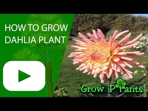 How to grow Dahlia plant