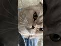 ♥️Кошачая любовь😻
