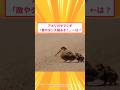 【2ch面白いスレ】アメリカヤマシギ「敵や!ダンス踊るぞ！」←は？#2ch#2ch面白いスレ#2ちゃんねる