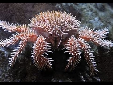 Underwater Mysteries: The Strangest Creatures of the Deep - YouTube