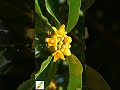 啵啵頭BOBOTO: #丹桂 #桂花 #Osmanthus #縮時攝影 #TimeLapse #花開 #微距攝影 #秋天花卉 #療癒影片 #園藝