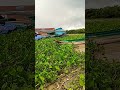 I'm stuck at biggest Floating village Tonlesap