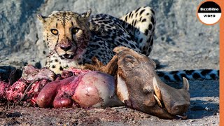 Warthogs Take Cheetahs' Prey And Then Turn Into The Prey