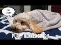 F1B MINI GOLDENDOODLE PUPPY KENNEL COUGH | Symptoms, Treatment + Recovery