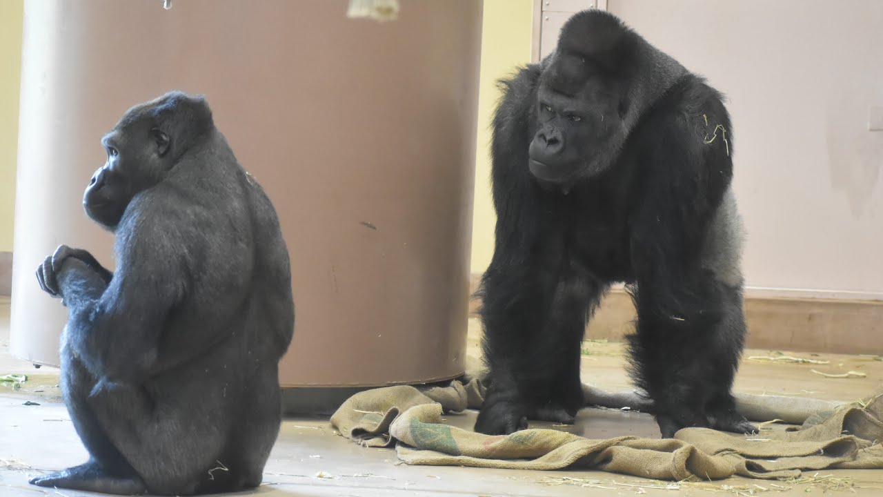東山動植物園公式】シャバーニとキヨマサと麻袋《 ニシローランド