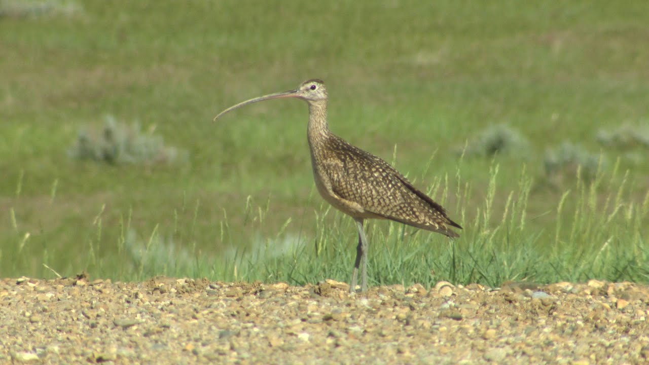 Curlews