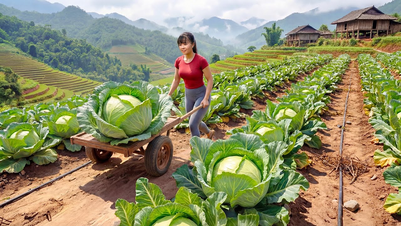 Harvesting 100+ Giant Cabbages - Use Truck Transport Many Cabbages Go To Market Sell