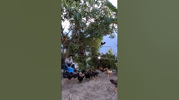 Hlau youtube đi cho gà rừng gà ta ăn.pub qaib lom zem heev