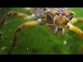 Insect Life Cycle and Features