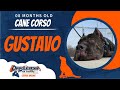 8mo Cane Corso (Gustavo) - Best Dog Trainers in FXBG
