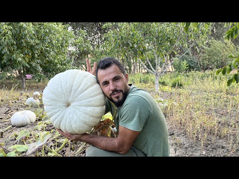 Ata tohum bal kabağı yetiştiriyor siparişlere yetişemiyor. En iyi ata tohumlar nasıl seçildi ?