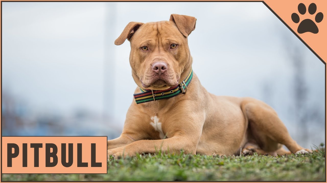 Pitbull Pros And Cons 13 Things To Consider Before Buying - World Of Dogz