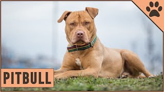 Pitbull  Dog Breed Information