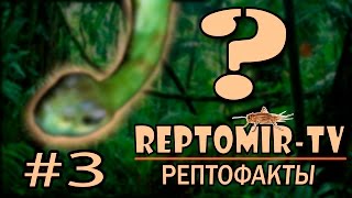 Что это за змея? Это что за &quot;покемон&quot;? :) РЕПТОФАКТЫ №3