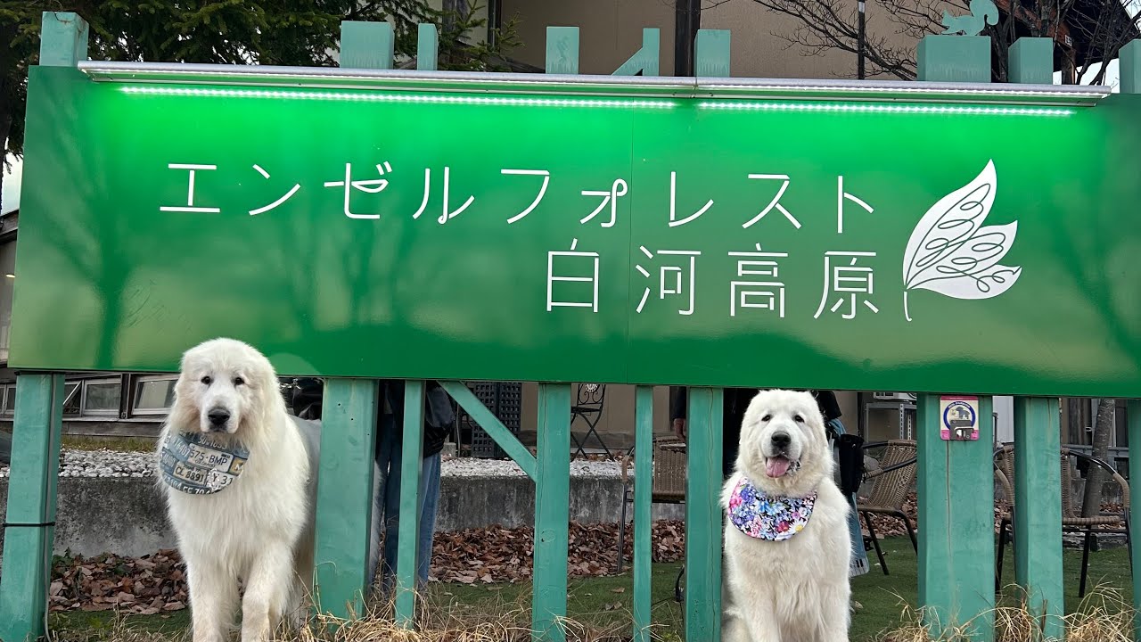 前編【エンゼルフォレスト白河高原】湖がある広大な自然の中で、贅沢なコテージに泊まり極上のひと時を過ごしたノエルとオスカーです。グレートピレニーズ　PR　エンゼルフォレスト白河高原