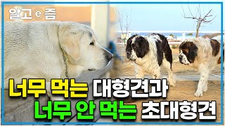 먹성 좋기로 유명한 초대형견이 사료를 거부한다? 몇 시간이고 놔둬도 절대 사료에 입도 대지 않는 세인트버나드. 사실 이유는 따로 있다…?│세상에 나쁜 개는 없다│알고e즘