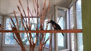 Harika Papağan Türleri Ve Arakari Kuşu