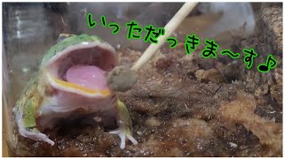 じーっとしてたのに起きてきた‼️ツノガエル🐸