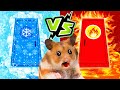 Hot vs Cold Challenge Hamster Maze Fire and Traps Icy In Hamster Stories