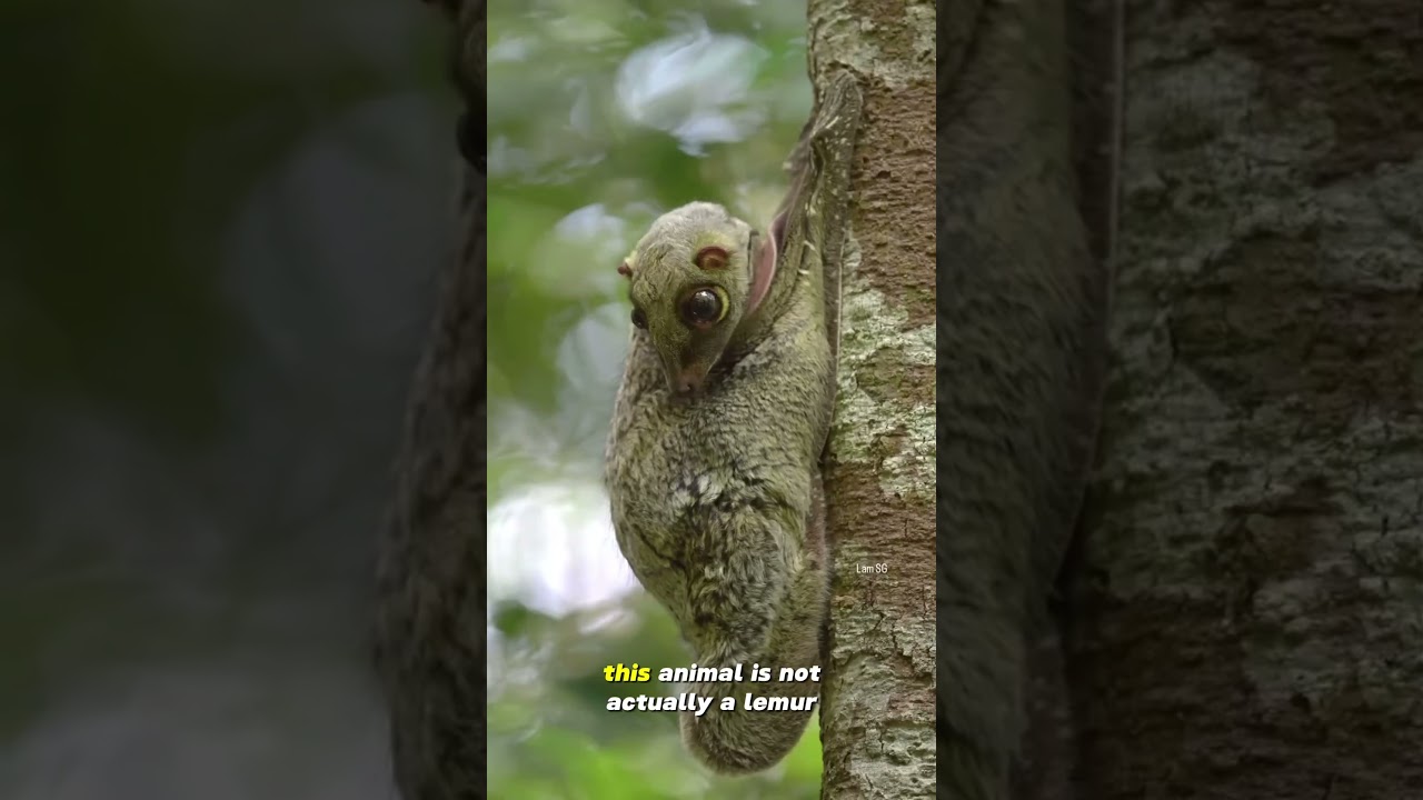 Surprise! 5 Incredible Facts, The Sunda Flying Lemur Is Not a Lemur 