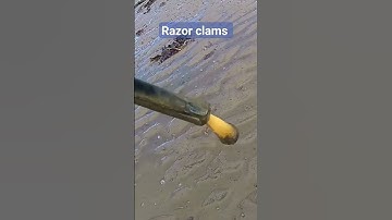Catching Razor Clams from sea using table salt #shorts #RazorClams #funnyvideo #seeCreatures #World
