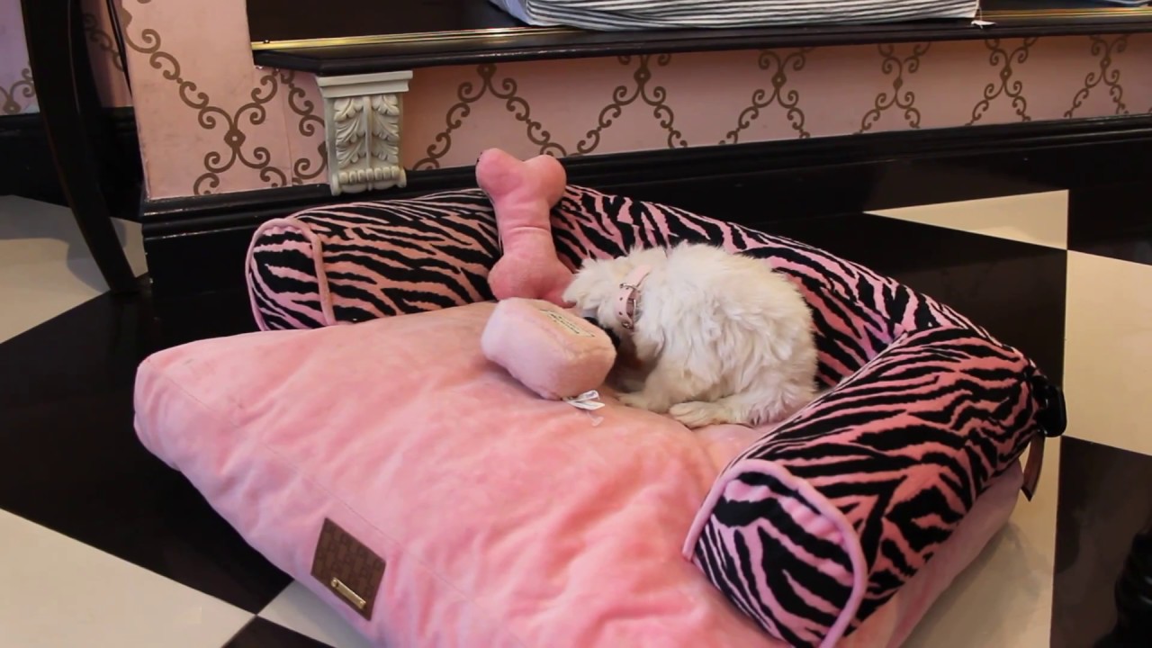 Puppy Boutique Store Teacup Puppies for Sale www