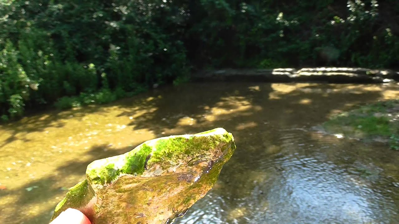Freshwater flatworms & shrimps, Ashwell Springs, Hertfordshire.