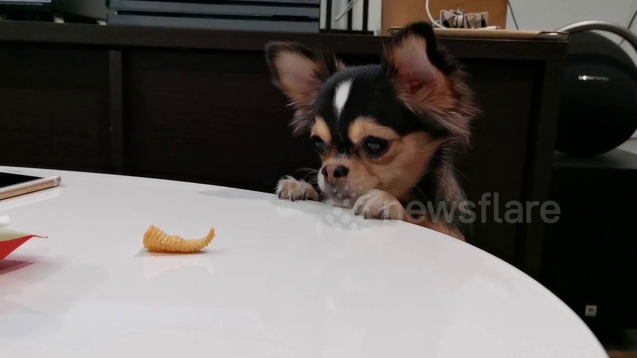 camera iphone 8 plus apk Persistent Chihuahua Tries and Fails to reach Crisp on Table