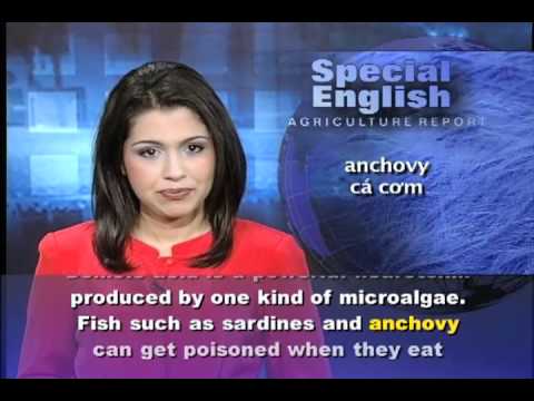 Video Phát âm chuẩn cùng VOA - Anh ngữ đặc biệt 484... - youtube